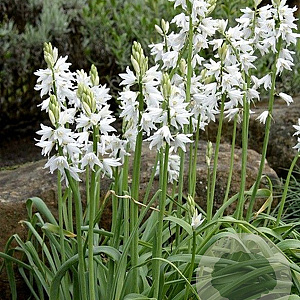 Ornithogalum reverchonii GM P9