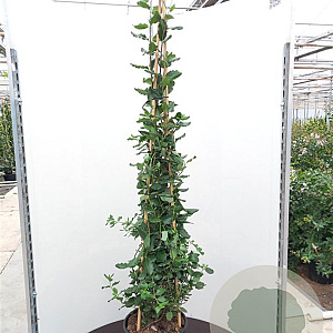 Garrya elliptica 'James Roof' 125-150 cm 20L 3 stok