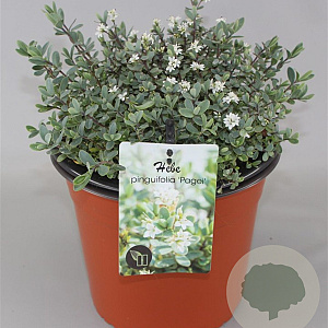 Hebe pinguifolia 'Pagei' GM 1.5