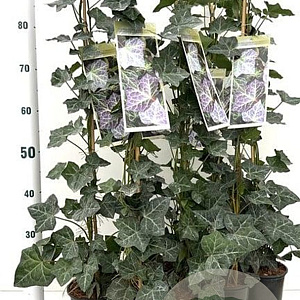 Hedera hel. 'Woerner' 70-80 cm rozenpot 2L