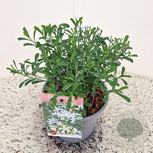 Eriostemon myoporoides 25-30 cm 2,5L