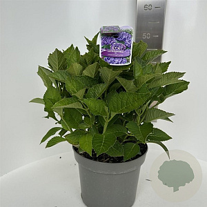 Hydrangea macrophylla 30-35 cm  bol paars roodpaars