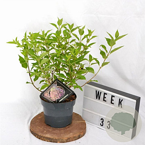 Hydrangea pan. Pixio 30-40 cm 3,0L