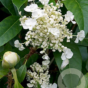 Hydrangea seemannii 100-125 cm 20L 3 tak