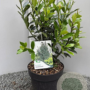 Ilex meserv. 'Heckenpracht' 30-40 cm 3,0L