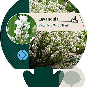 Lavandula ang. 'Arctic Snow' GM P9