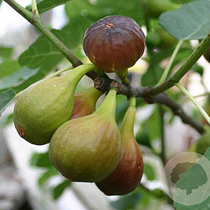 Ficus car. 'Dalmatië' 10-12 HA 50L