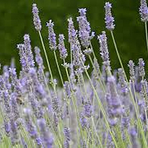 Lavandula int. 'Fragrant Memories' GM P9
