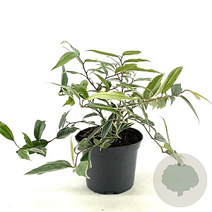 Leucothoe f. Whitewater 25-30 cm 2,0L