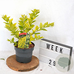 Ligustrum 'Vicaryi' 30-40 cm 3,0L