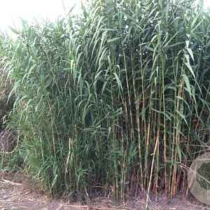 Arundo donax GM  P11