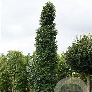 Liquidambar s. 'Simone' 25-30 HO draadkluit 250 cm stam