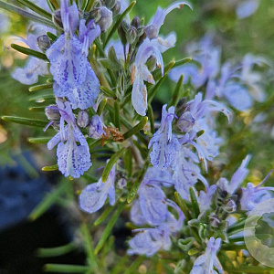 Rosmarinus off. 'Veitshöchheim' GM P9