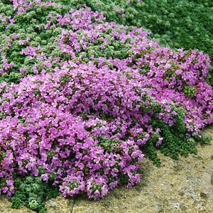Thymus praecox 'Hall's Variety' GM P9