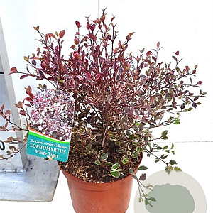 Lophomyrtus ralphii 'White Tiger' 80-100 cm 20L