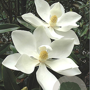 Magnolia grand. 'TMGH' 100-125 cm met kluit meerstammig