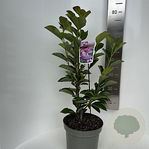 Magnolia Starburst 60-70 cm 