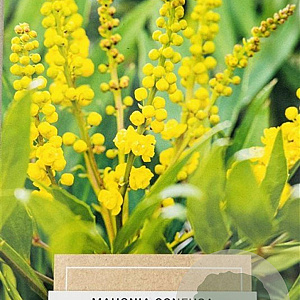 Mahonia confusa 'Nara-hiri' 25-30 cm 2,5L