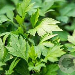 Artemisia lactiflora 'Guizhou' GM P9