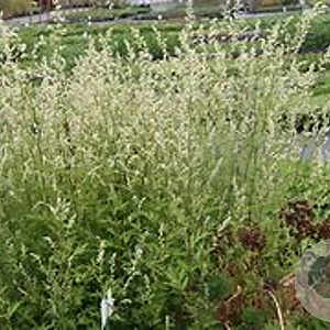 Artemisia lactiflora 'Weisse Dame' GM P9