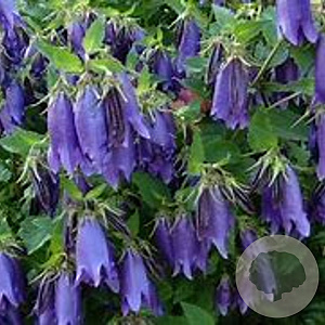 Campanula 'Purple Sensation' GM P9
