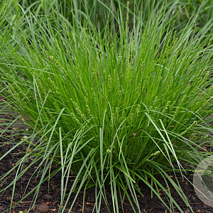 Carex appalachica GM P9