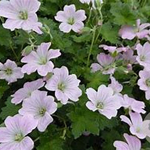 Geranium 'Bremdream' GM P9