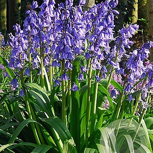 Hyacinthoides hispanica 'Excelsior' GM P9