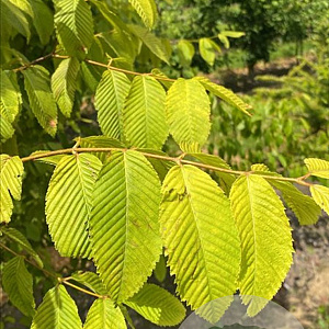 Acer carpinifolium 6-8 cm draadkluit geveerd