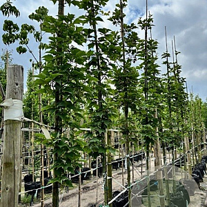 Acer rufinerve 12-14 HO container