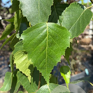 Betula p. 'Fastigiata' 14-16 HO container