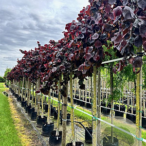 Corylus a. Purple Umbrella 12-14 HO container