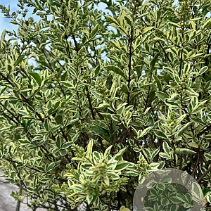Ligustrum j. 'Silver Star' 8-10 cm container