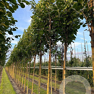 Morus alba 'Fastigiata' 18-20 HO draadkluit verplant