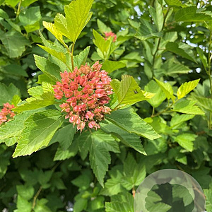 Physocarpus opulif. 'Luteus' 8-10 cm container