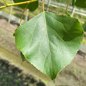 Populus nigra 10-12 HO draadkluit