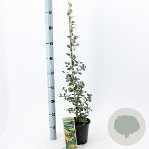 Pyracantha 'Soleil d'Or' 70 cm 2,0L met stok