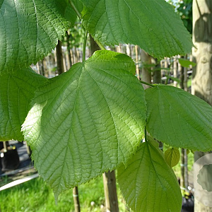 Tilia plat. 'Delft' 16-18 HO container 125 cm stam LEIVORM