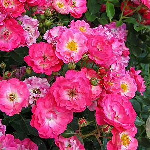 Rosa (H) Matchpoint GM C1.5 eigen wortel