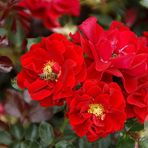 Rosa 'Gloed' GM C1.5 eigen wortel