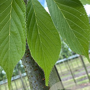 Prunus 'Shirotae 20-25 HO draadkluit 3 X verplant