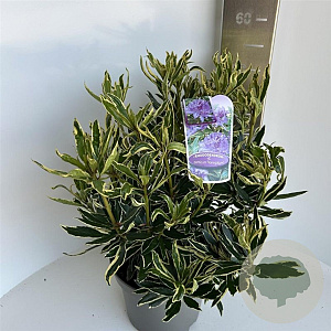 Rhododendron pont. 'Variegatum' 40-50 cm 5,0L