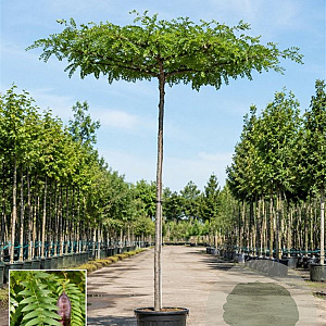 Gleditsia triac. 'Skyline' 12-14 HO 45L dakvorm 250 cm stam