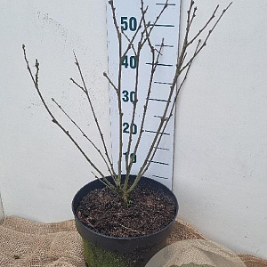 Hibiscus syr. Starburst Chiffon 40-60 cm 10L