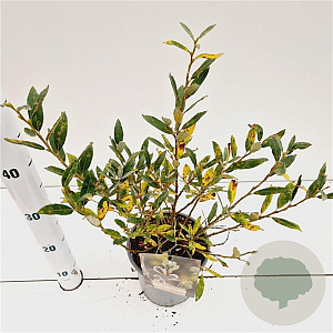 Salix helvetica 20-30 cm 2,5L