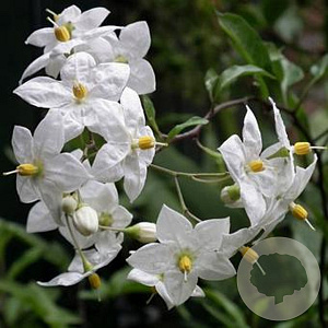 Solanum jasmin. 'Album' 200-250 cm 20L 3 stok