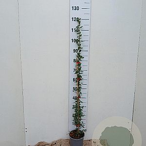 Pyracantha cocc. 'Red Column' 100-125 cm 2,0L
