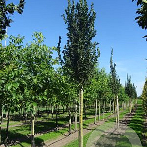 Ulmus 'Columella' 18-20 HO draadkluit