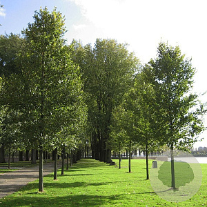 Ulmus 'New Horizon' 25-30 HO draadkluit 3 X verplant