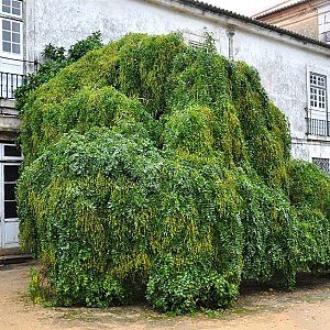 Styphnolobium j. 'Pendula' 300-350 cm cont. 110L geveerd